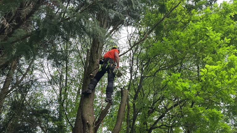 Best Palm Tree Trimming  in Clarkston, GA