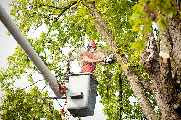 Best Tree Removal  in Clarkston, GA